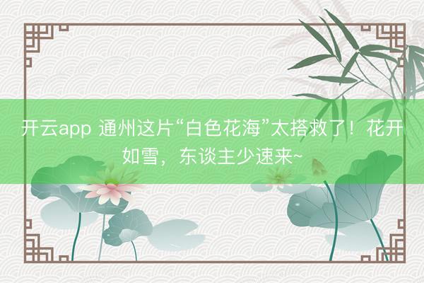 开云app 通州这片“白色花海”太搭救了！花开如雪，东谈主少速来~